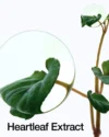 Anua Heartleaf 70% Intense Calming Cream (50mL) - Image 5